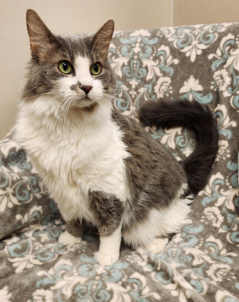 Toga, Adoptable, Adult Female Domestic Medium Hair.
