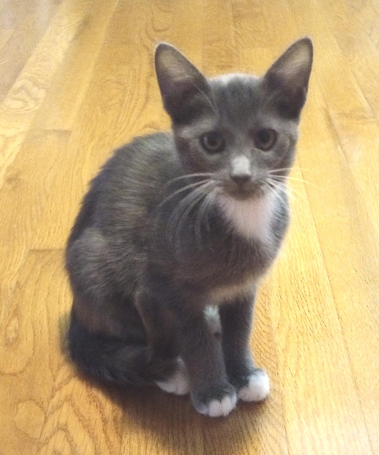Petal, Adoptable, Kitten Female Domestic Short Hair.