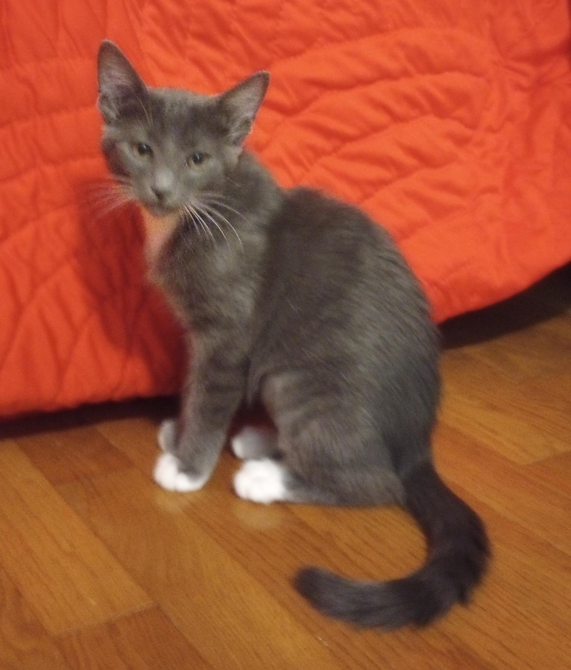 Enlarge Petal, a Adoptable Domestic Short Hair in Smithfield, NC image 2/2