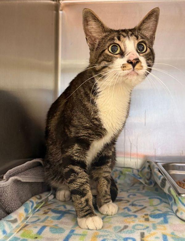 Kronos, Adoptable, Adult Male Domestic Short Hair.