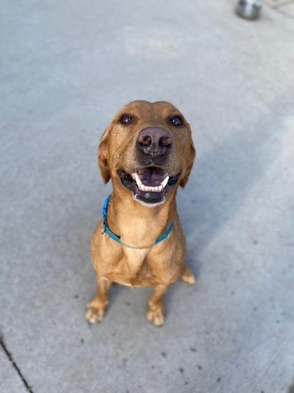 Major, an adoptable Labrador Retriever in Rapid City, SD, 57703 | Photo Image 1