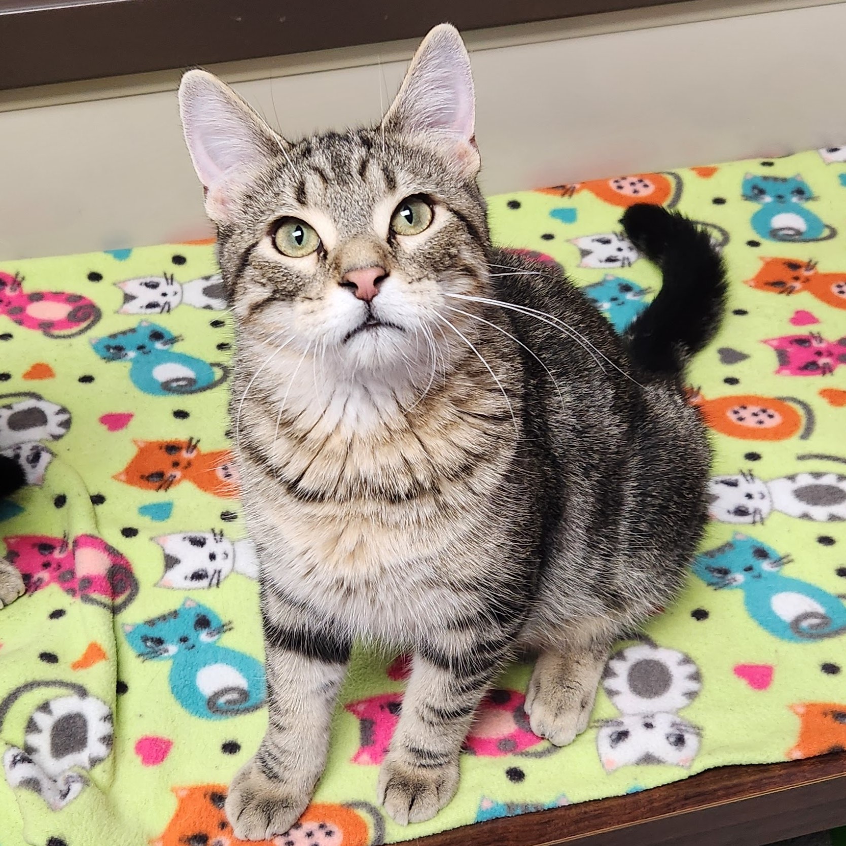 Cat for adoption Carrot & Cucumber, a Tabby in Marshfield, WI Petfinder