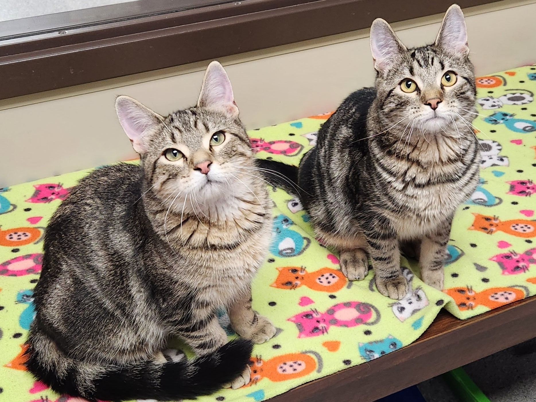 Cat for adoption Carrot & Cucumber, a Tabby in Marshfield, WI Petfinder