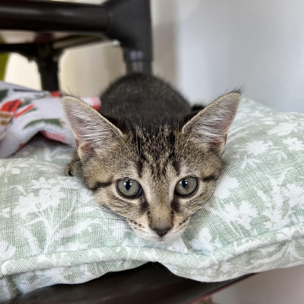Morgan, Adoptable, Kitten Female Domestic Short Hair.