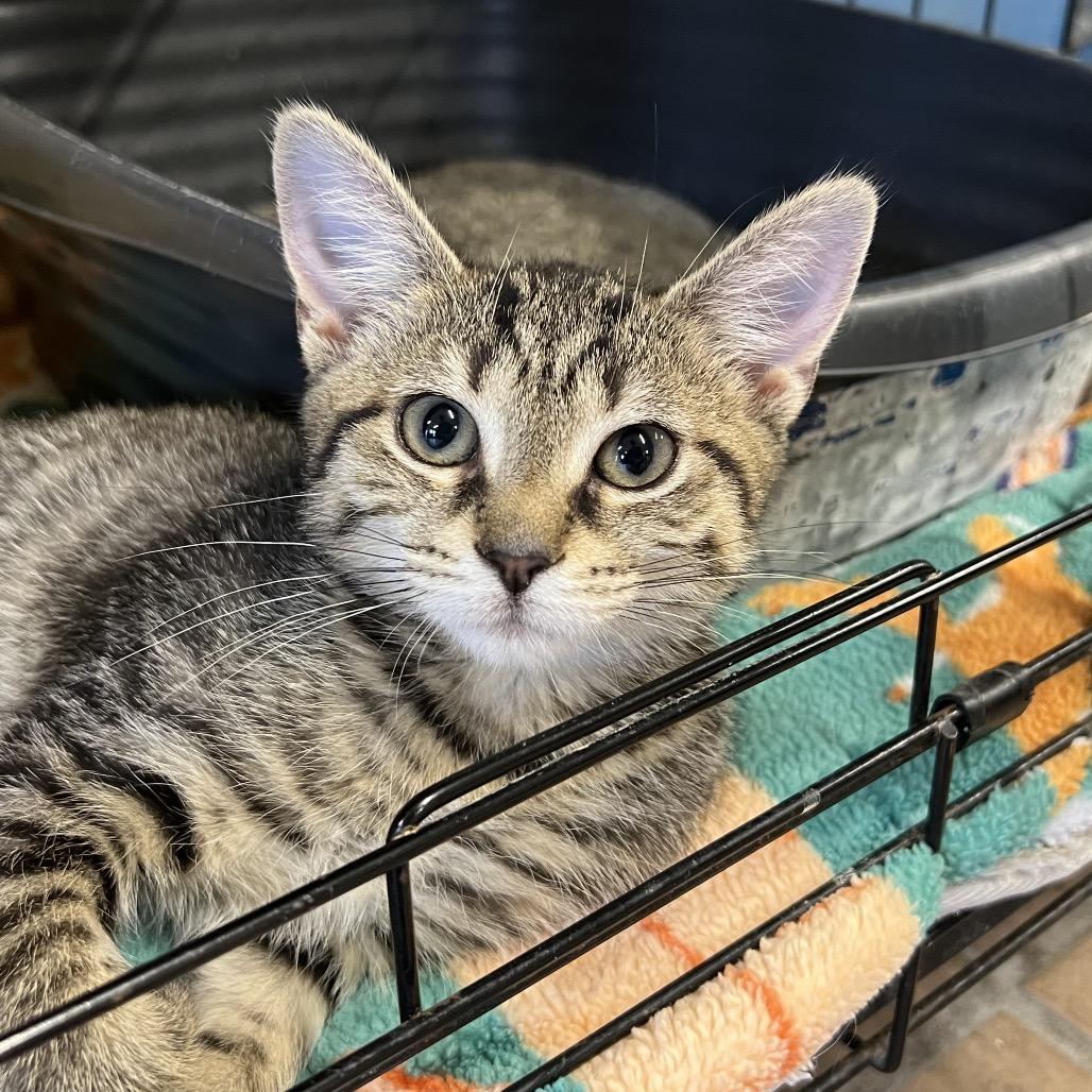 Enlarge Morgan, a Adoptable Domestic Short Hair in Delaware, OH image 2/3
