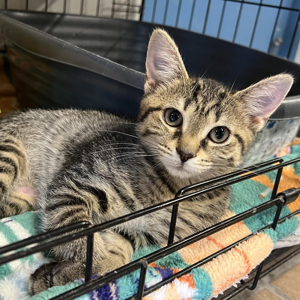 Enlarge Morgan, a Adoptable Domestic Short Hair in Delaware, OH image 3/3