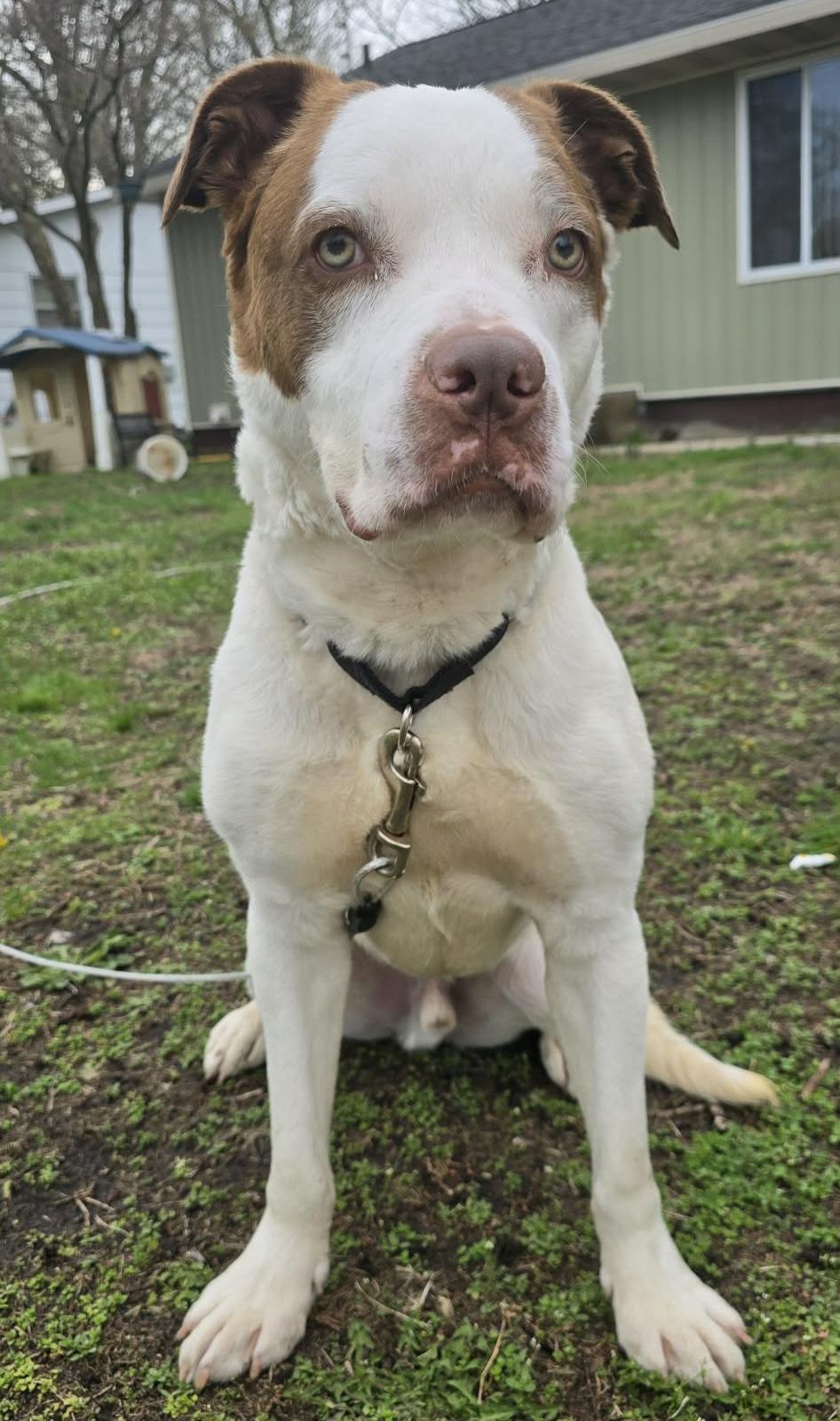 Enlarge Koda, a ADOPTABLE mixed breed in Grand Rapids, MI image 1/4