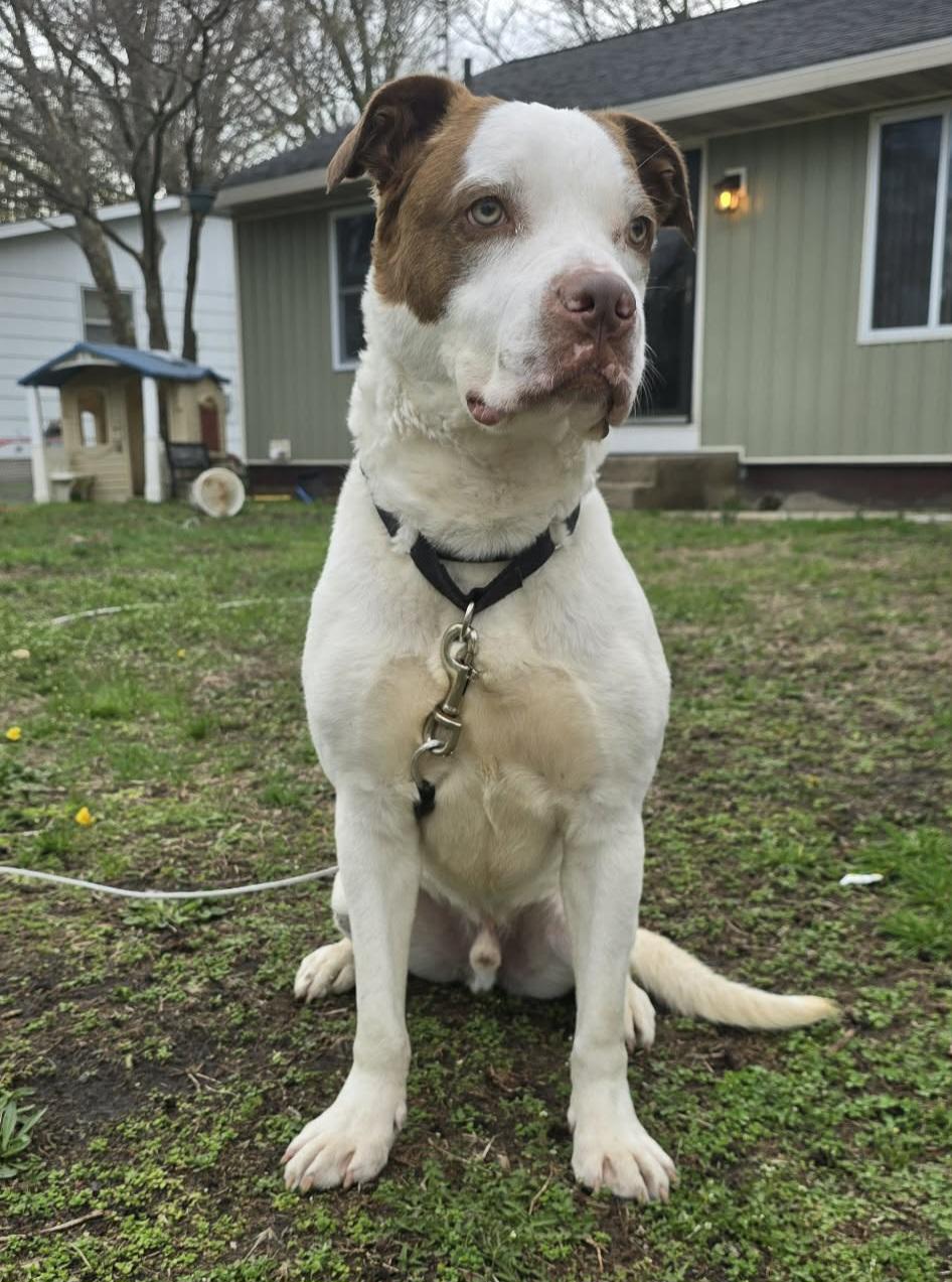 Enlarge Koda, a ADOPTABLE mixed breed in Grand Rapids, MI image 2/4