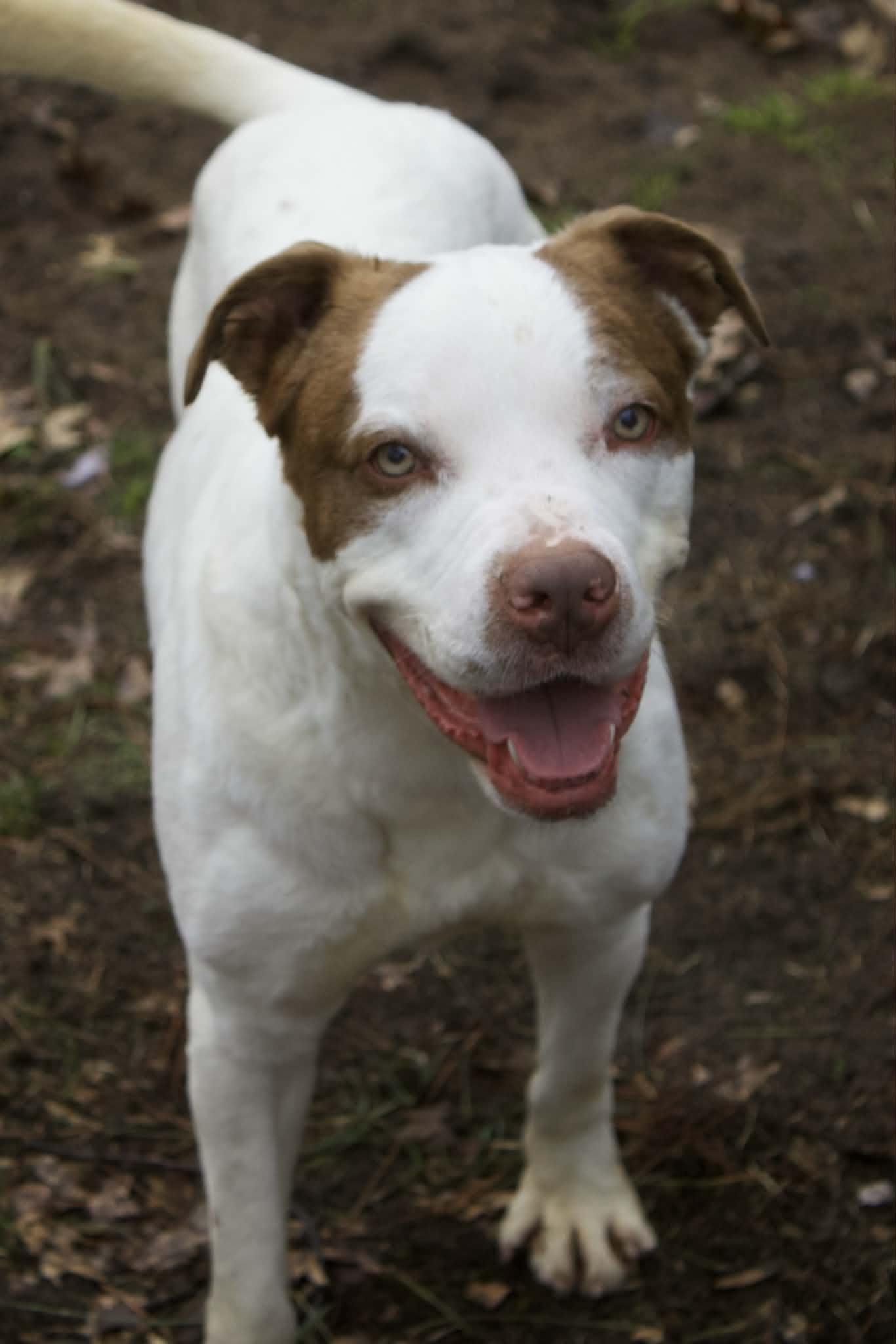 Enlarge Koda, a ADOPTABLE mixed breed in Grand Rapids, MI image 1/4