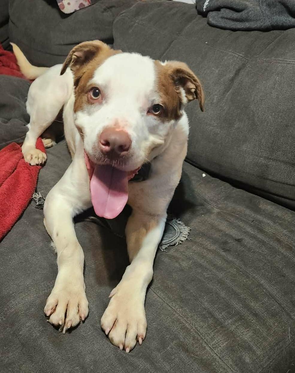 Enlarge Koda, a ADOPTABLE mixed breed in Grand Rapids, MI image 3/4