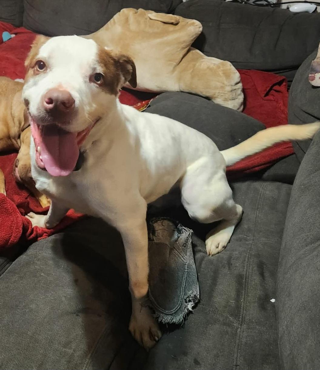 Enlarge Koda, a ADOPTABLE mixed breed in Grand Rapids, MI image 4/4