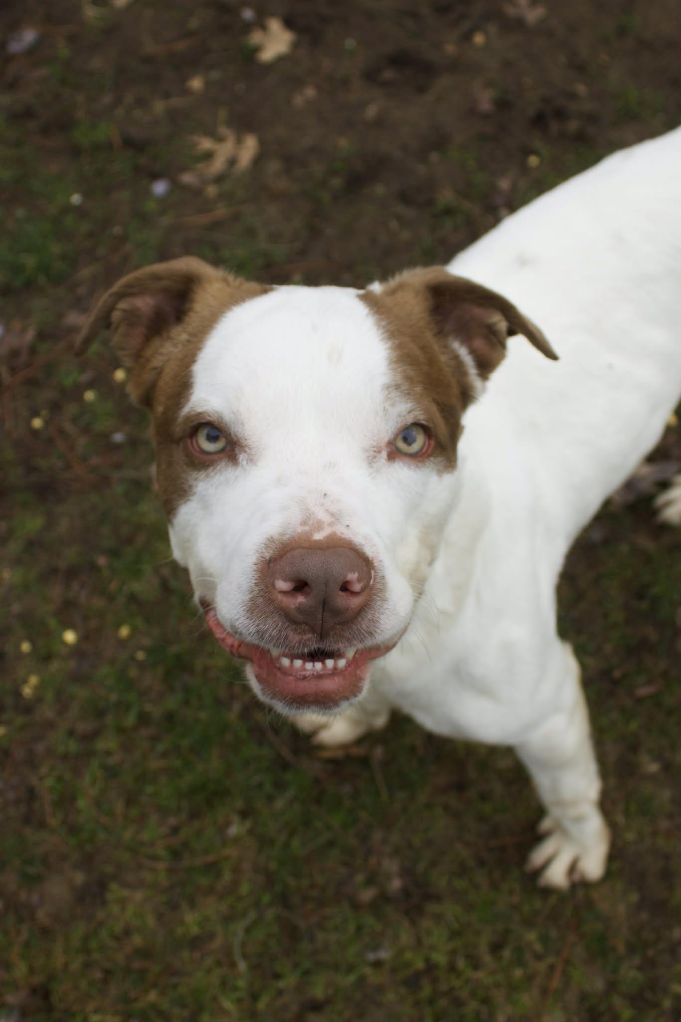 Enlarge Koda, a ADOPTABLE mixed breed in Grand Rapids, MI image 2/4
