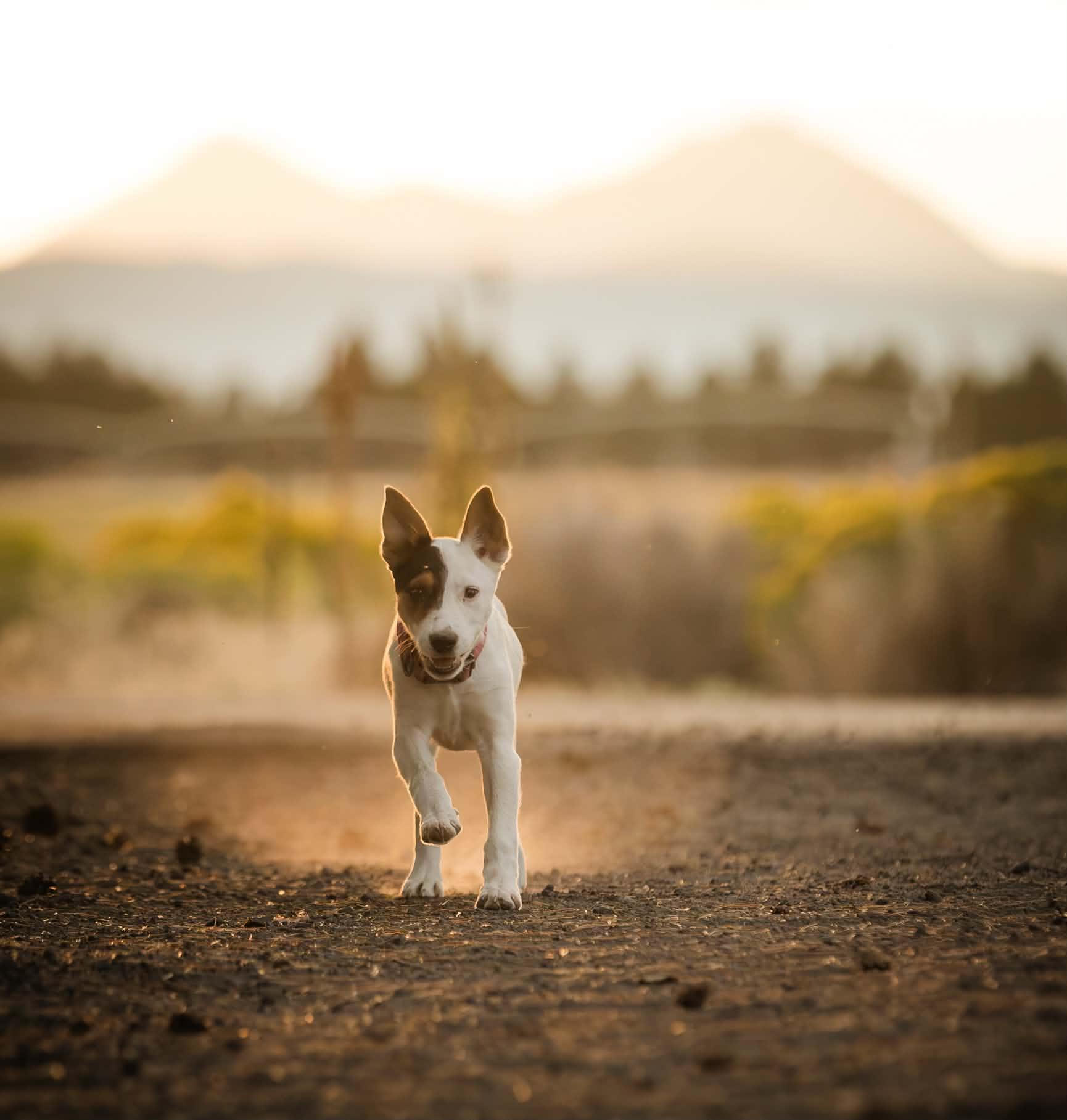 Enlarge Kitty Kitty, an adopted mixed breed in Bend, OR image 3/6