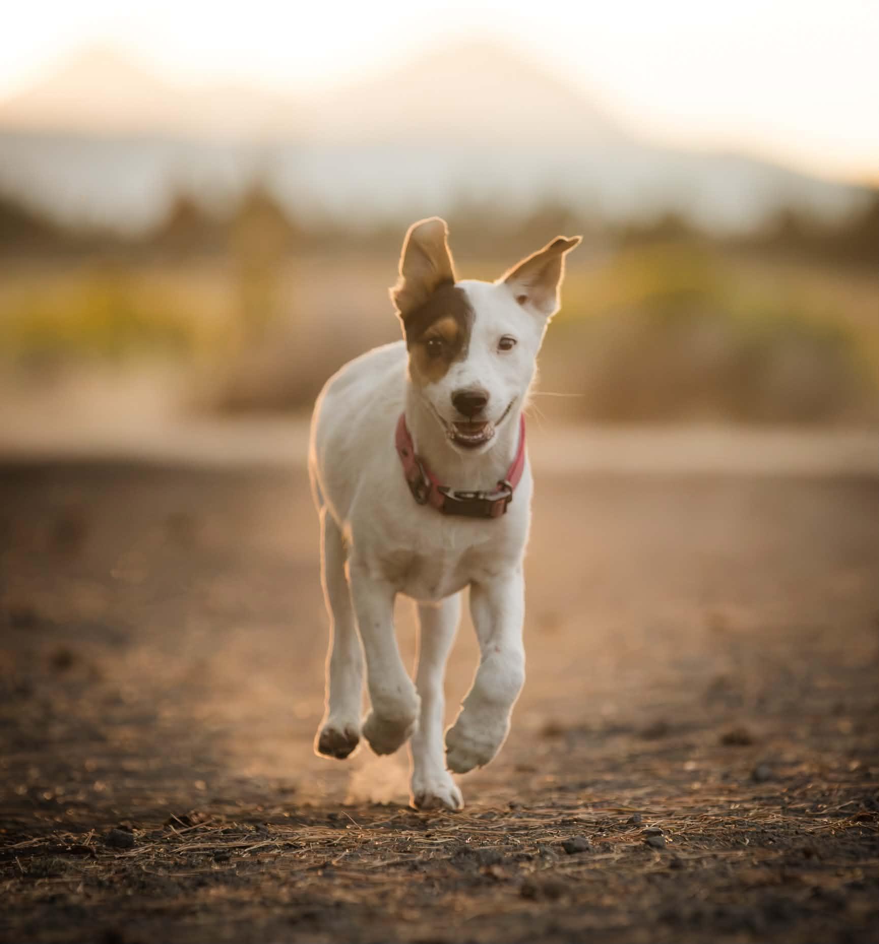 Kitty Kitty, adopted, Puppy Female Cattle Dog.