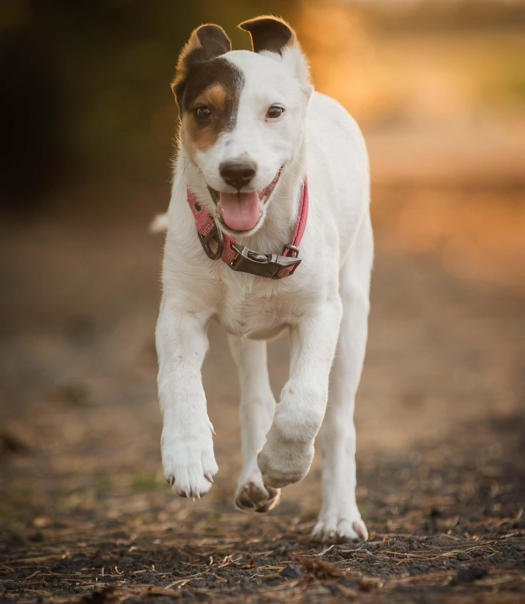 Enlarge Kitty Kitty, an adopted mixed breed in Bend, OR image 4/6