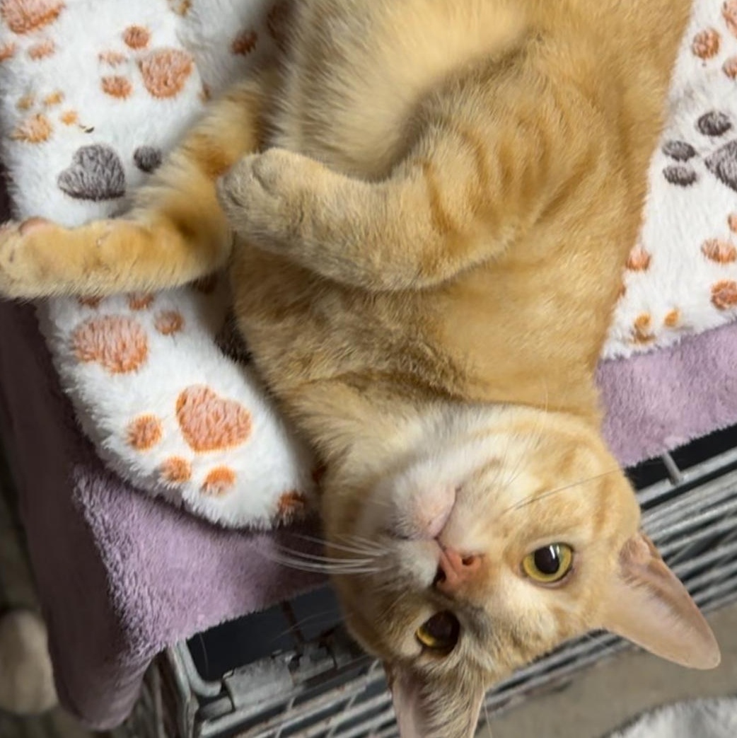 Luce — thumbnail 3