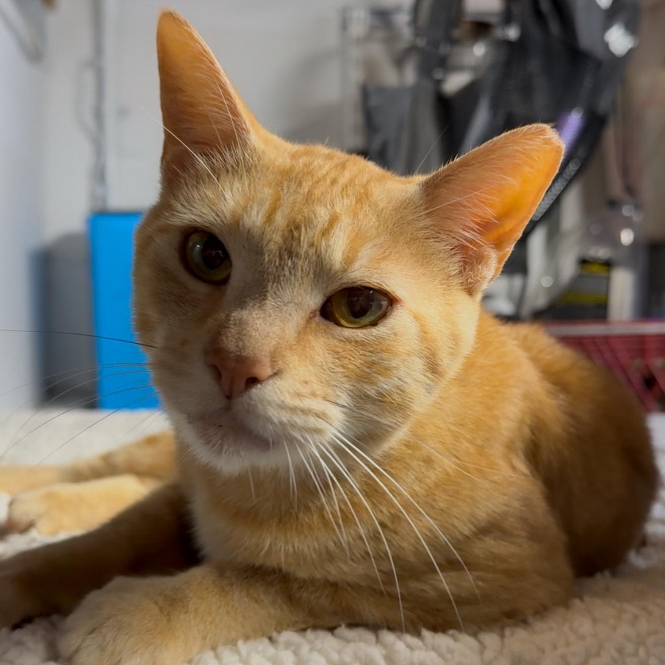 Luce — thumbnail 5