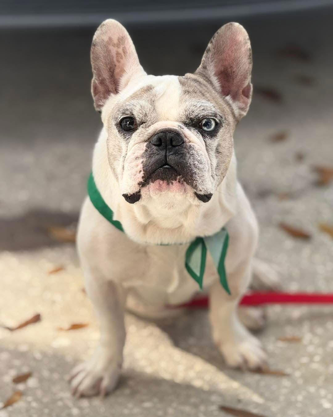 Enlarge Marbles / Goblin, a Adoptable Mixed Breed in Valrico, FL image 1/3