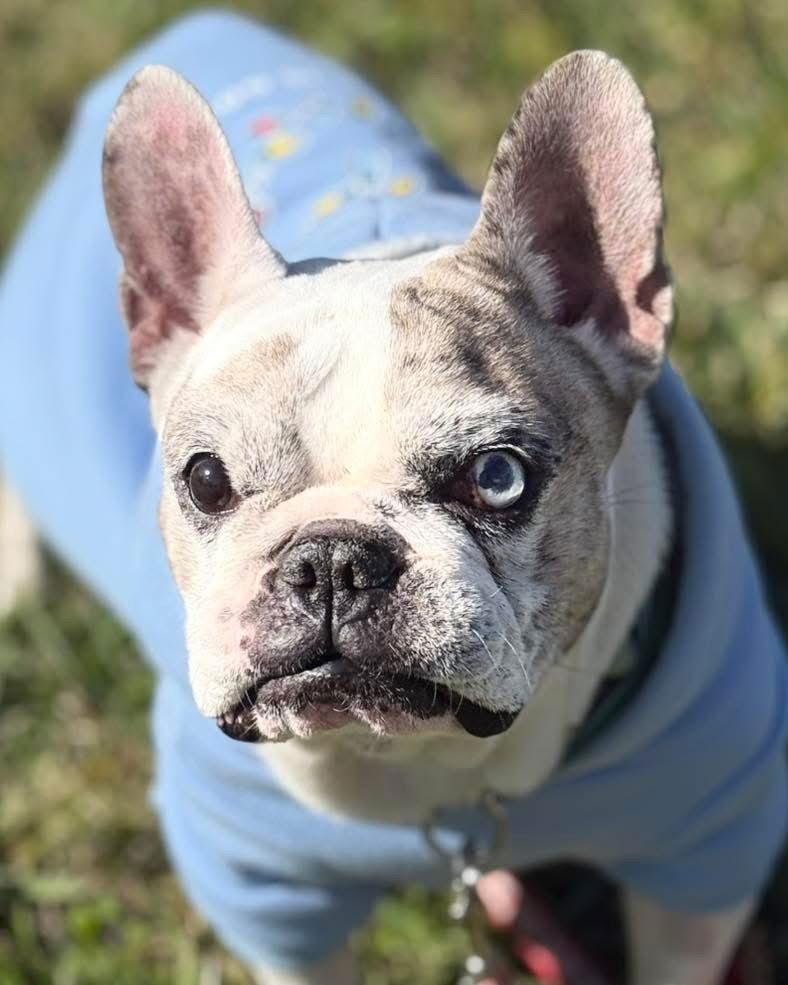 Enlarge Marbles / Goblin, a Adoptable Mixed Breed in Valrico, FL image 2/3
