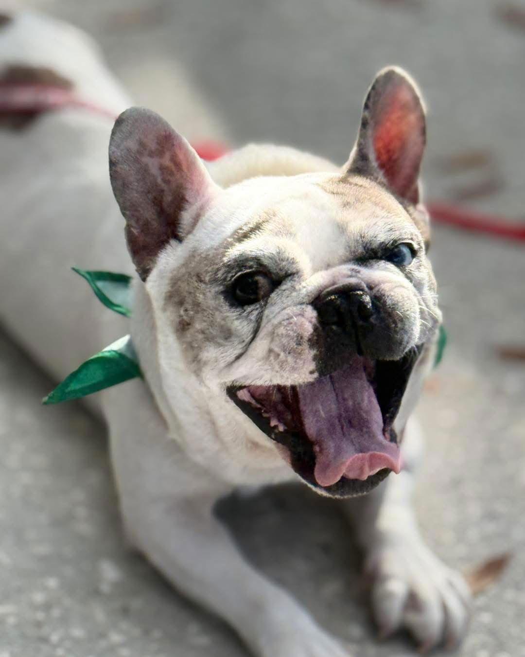 Enlarge Marbles / Goblin, a Adoptable Mixed Breed in Valrico, FL image 3/3