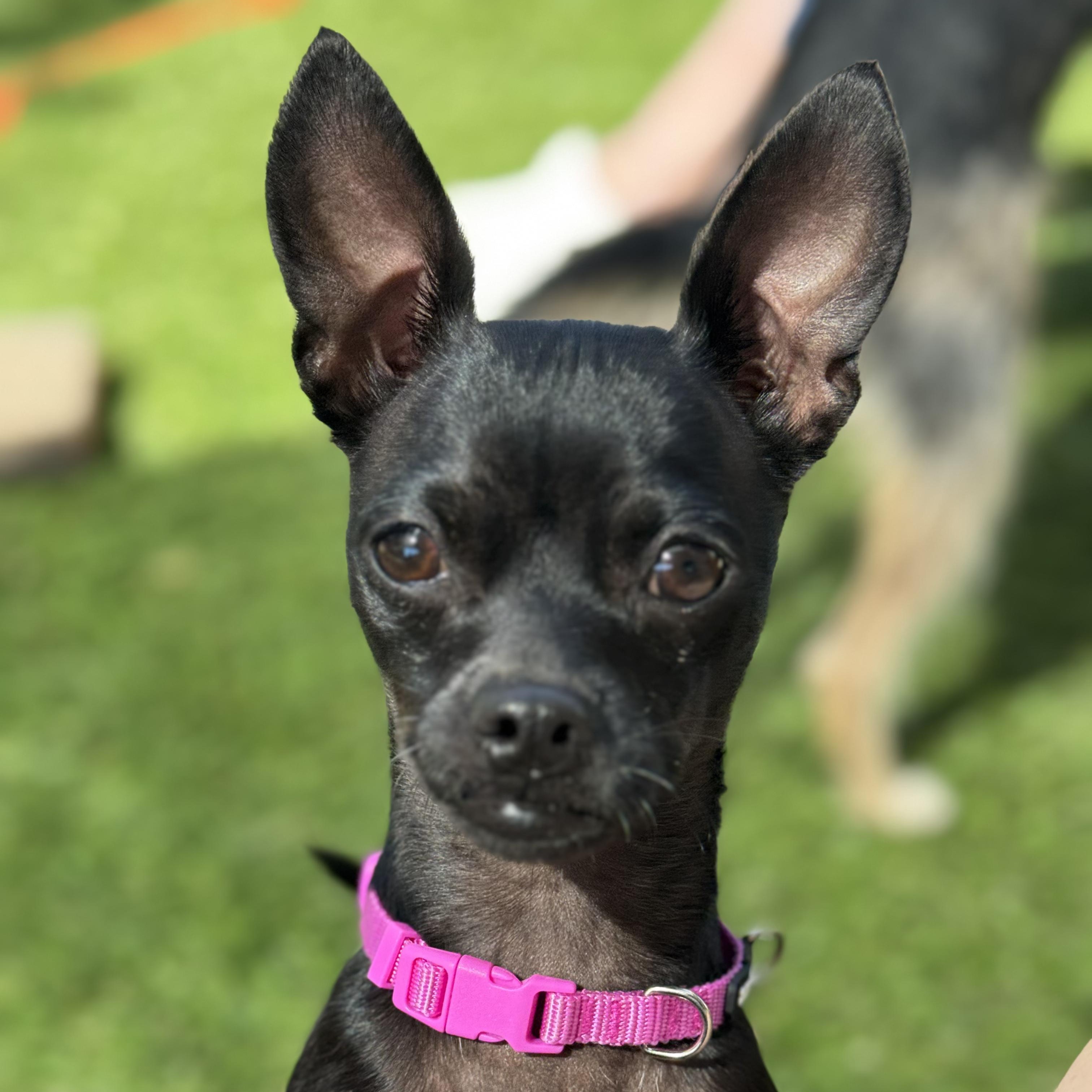 CLARA, adopted, Young Female Chihuahua.