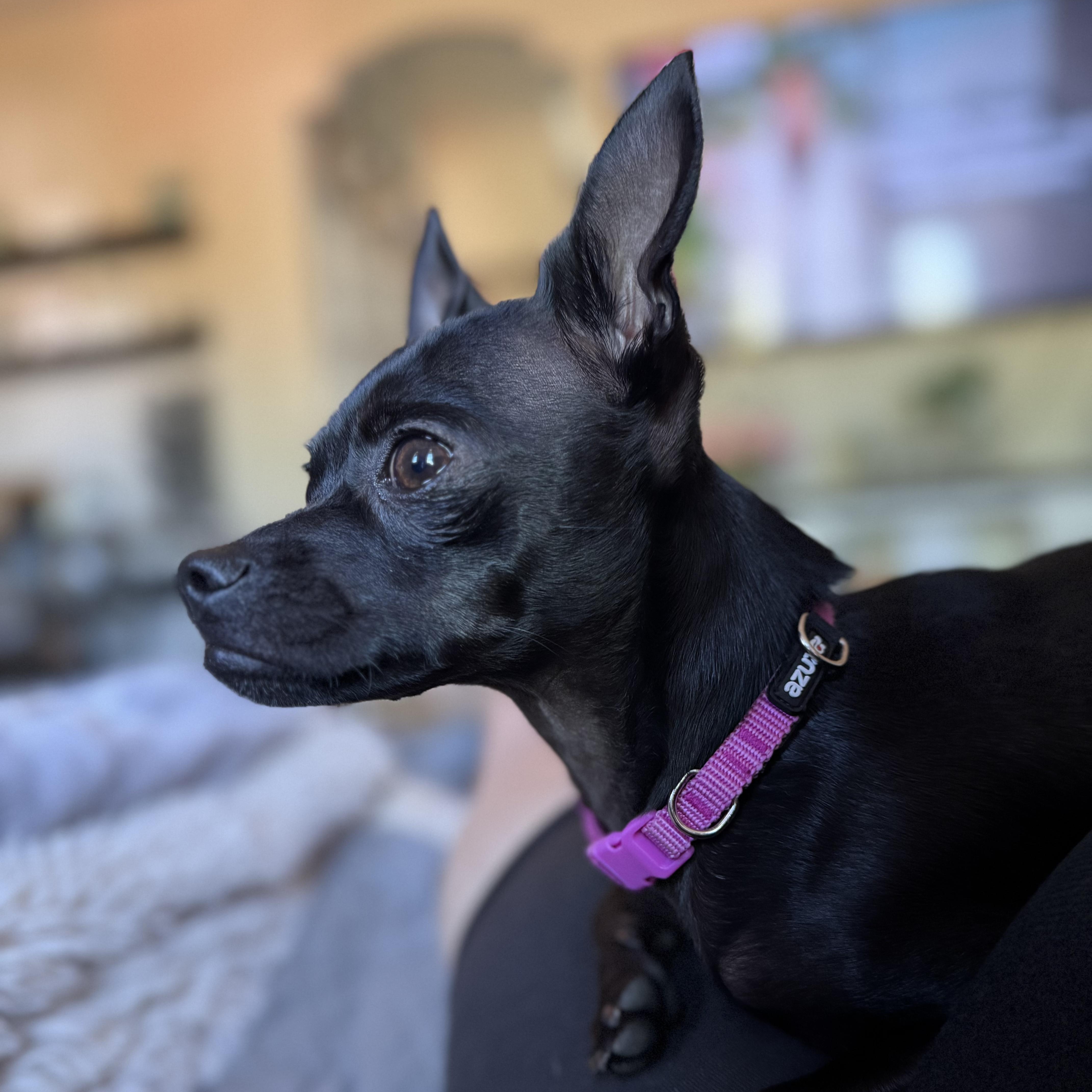 Enlarge CLARA, an adopted Chihuahua in Morgan Hill, CA image 6/6