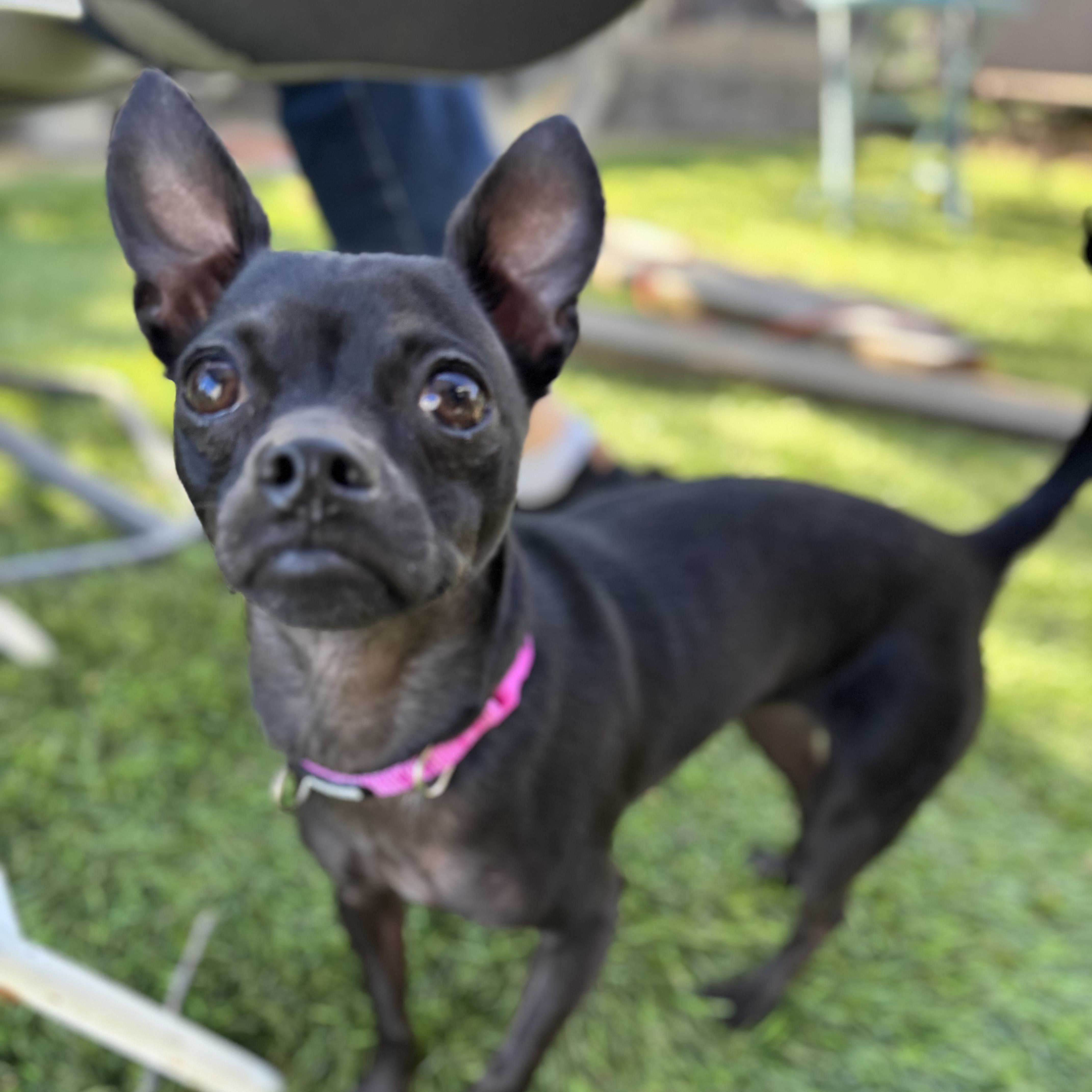 Enlarge CLARA, an adopted Chihuahua in Morgan Hill, CA image 2/6