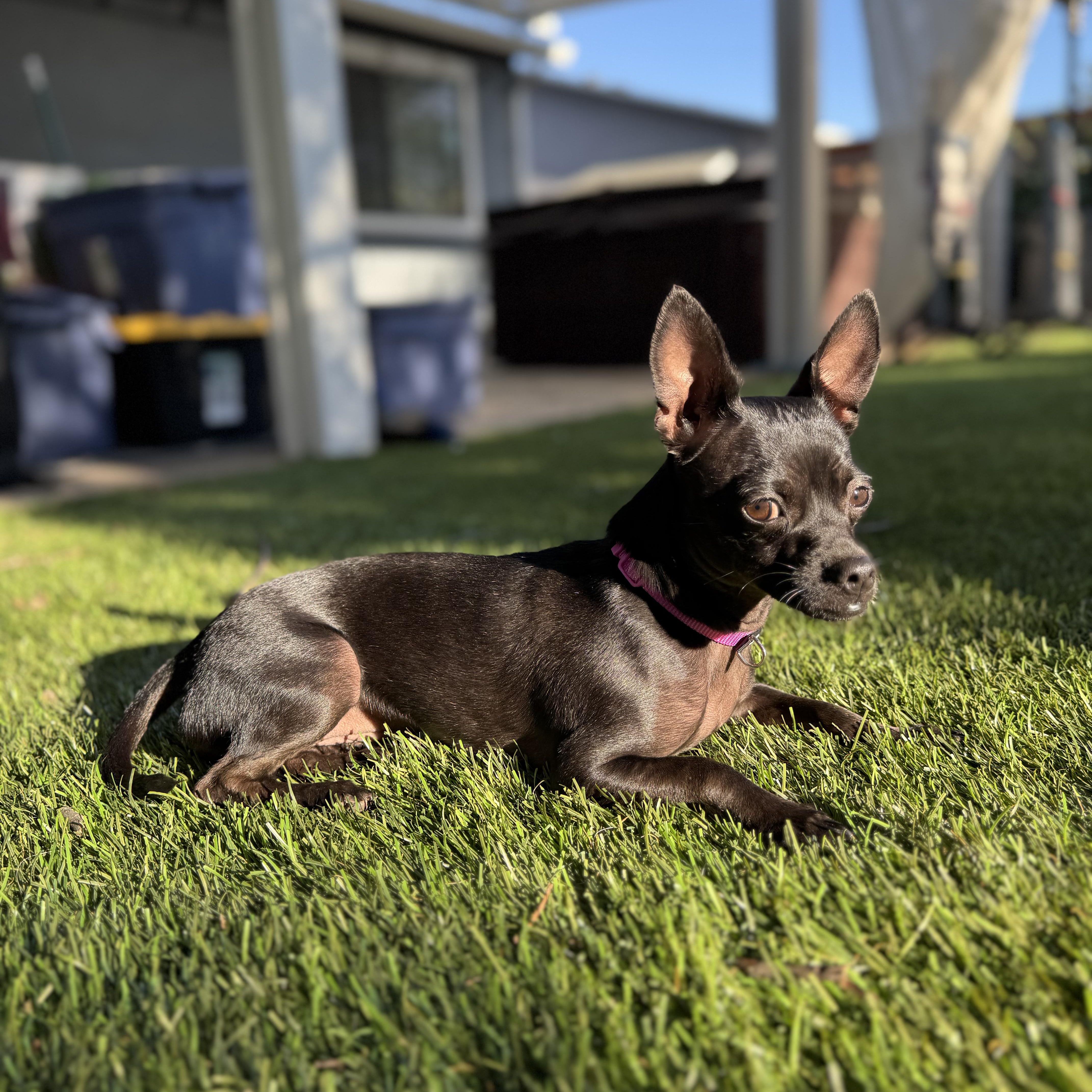 Enlarge CLARA, an adopted Chihuahua in Morgan Hill, CA image 4/6