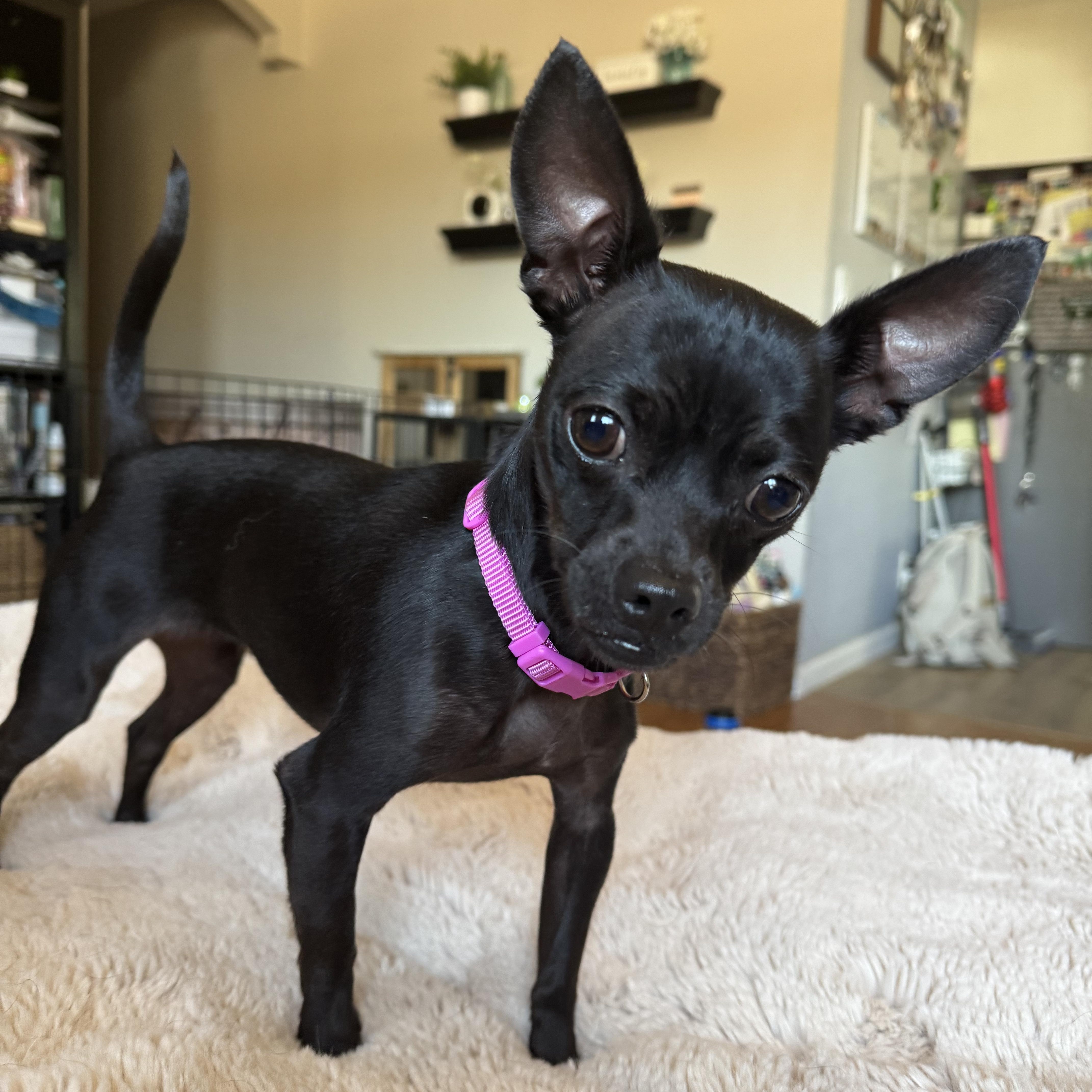 Enlarge CLARA, an adopted Chihuahua in Morgan Hill, CA image 3/6