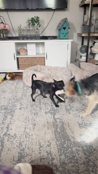 Enlarge CLARA, an adopted Chihuahua in Morgan Hill, CA video 5/6