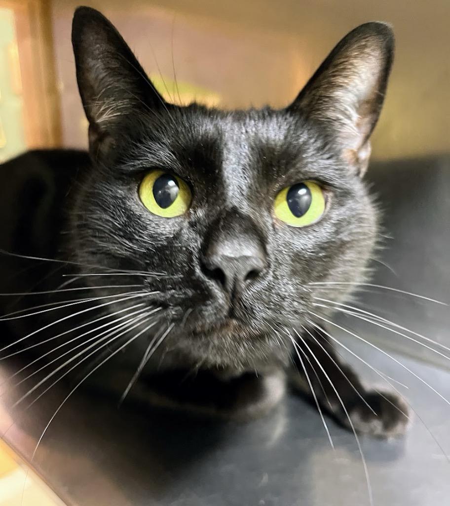 Timothy/Tim, Adoptable, Adult Male Domestic Short Hair.