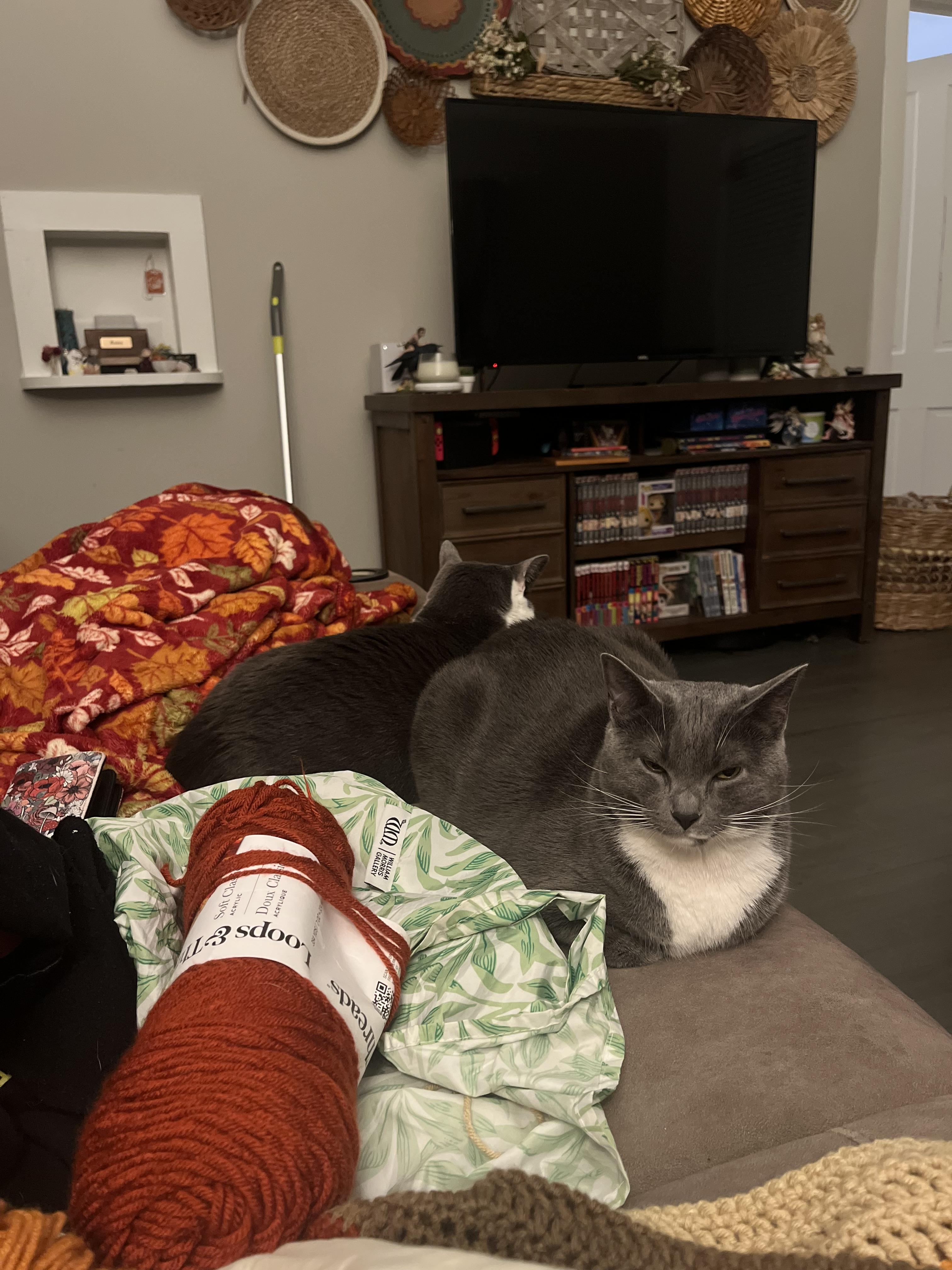 Muffin, a ADOPTABLE Domestic Short Hair in Charlotte, NC image 2/3
