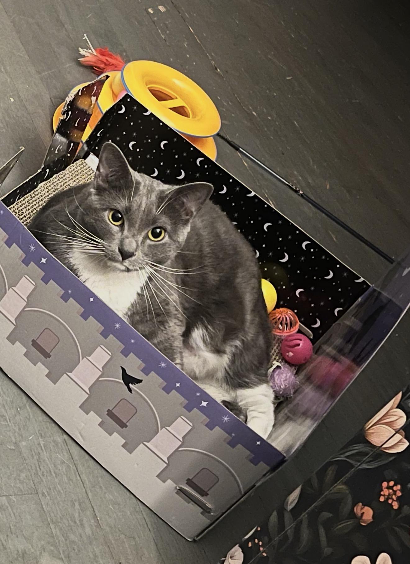 Muffin, ADOPTABLE, Young Female Domestic Short Hair.