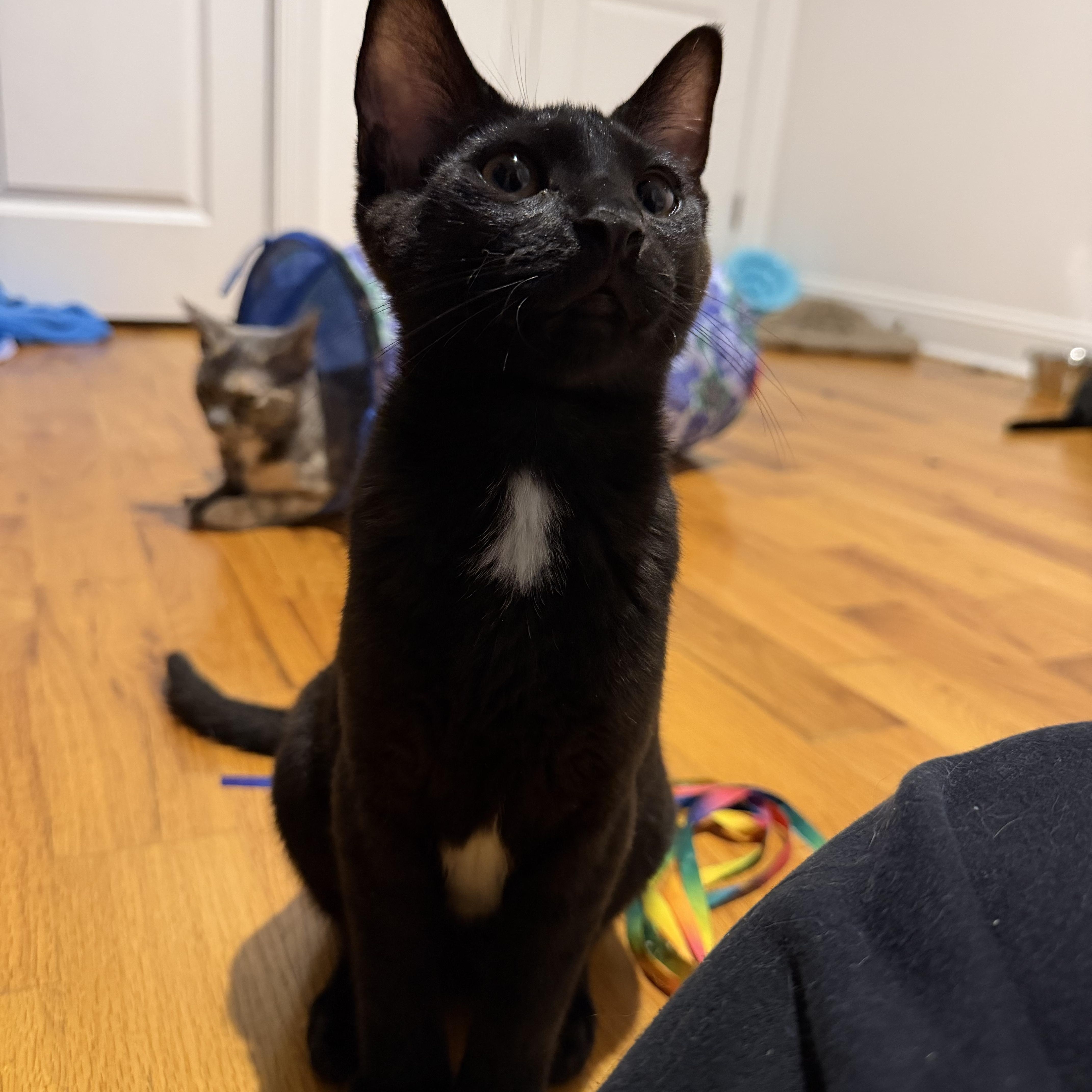 Snarfblatt, Adoptable, Kitten Male American Shorthair.