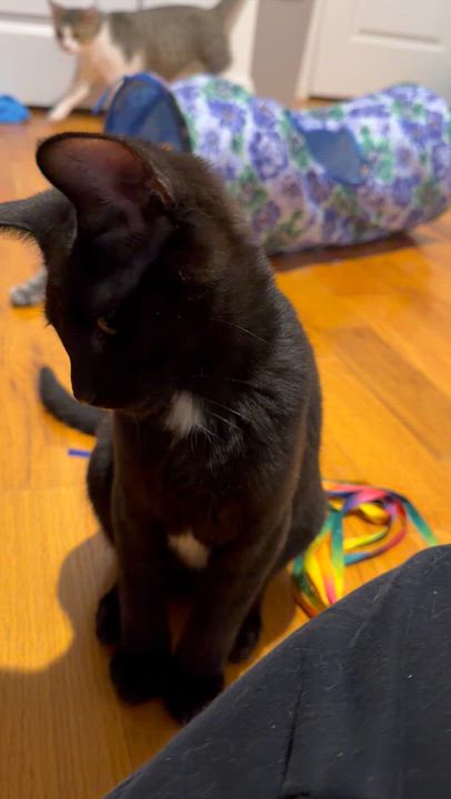 Enlarge Snarfblatt, a Adoptable American Shorthair in Highland Park, NJ video 2/2