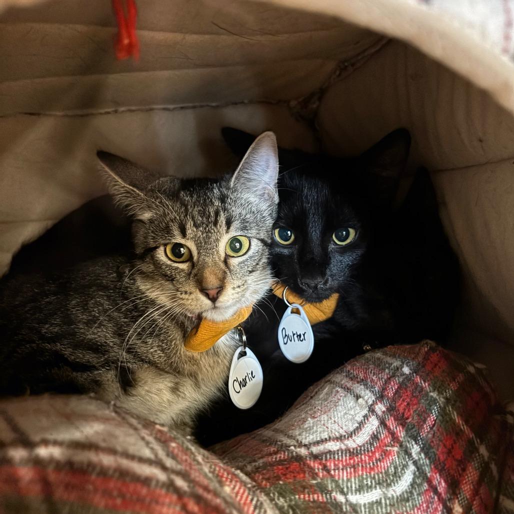 Enlarge Butter, a Adoptable Domestic Short Hair in Oconomowoc, WI image 2/5