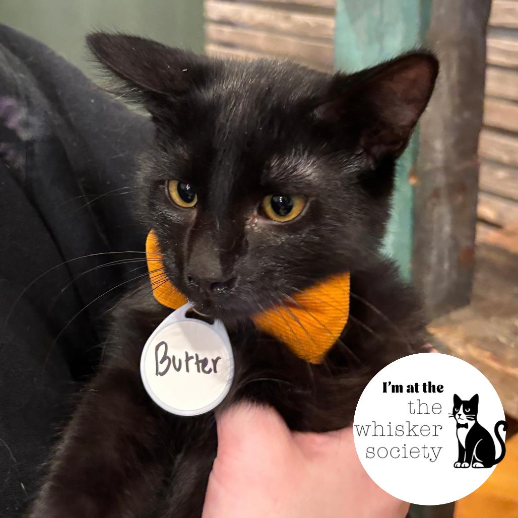 Butter, Adoptable, Young Male Domestic Short Hair.