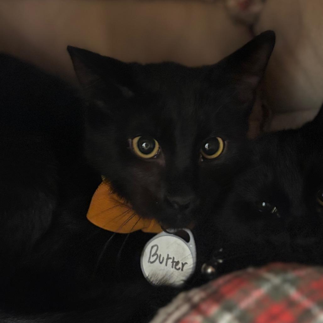 Enlarge Butter, a Adoptable Domestic Short Hair in Oconomowoc, WI image 4/5