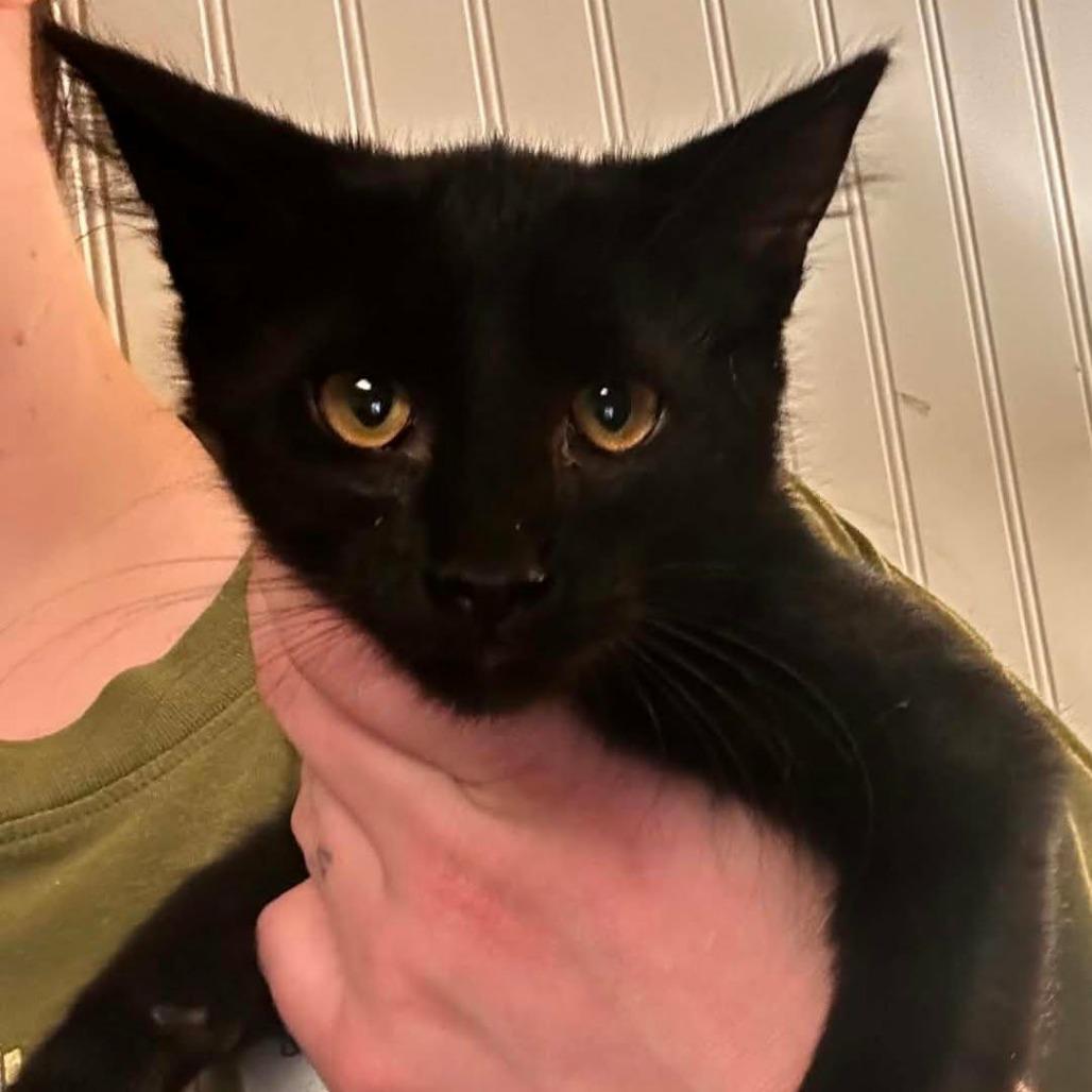 Enlarge Butter, a Adoptable Domestic Short Hair in Oconomowoc, WI image 5/5