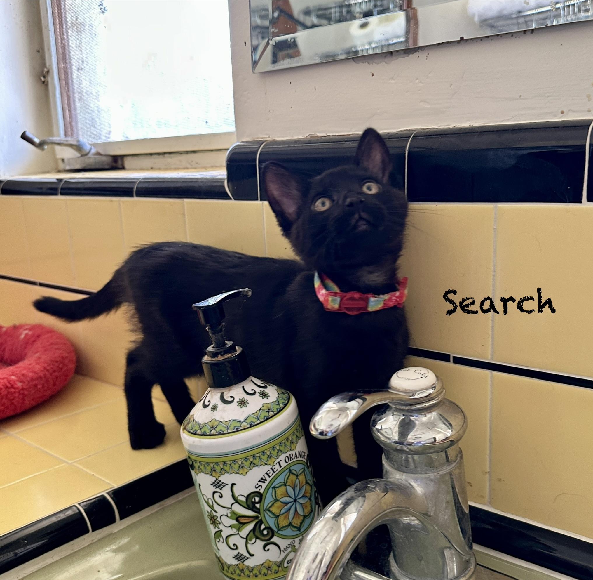 Google and Search, an adopted mixed breed in Mission Viejo, CA image 3/6