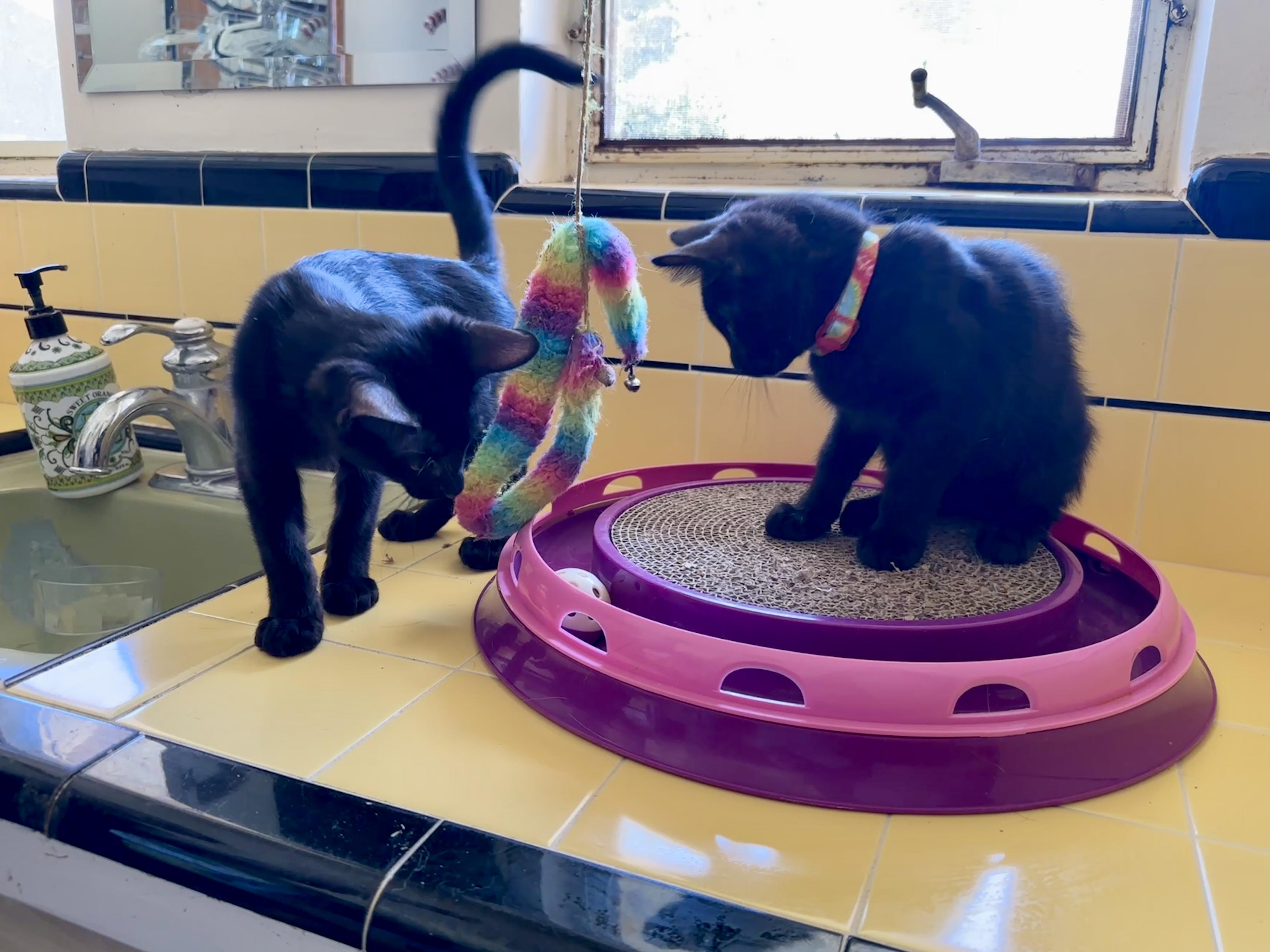 Google and Search, adopted, Kitten Female Bombay & Domestic Short Hair.