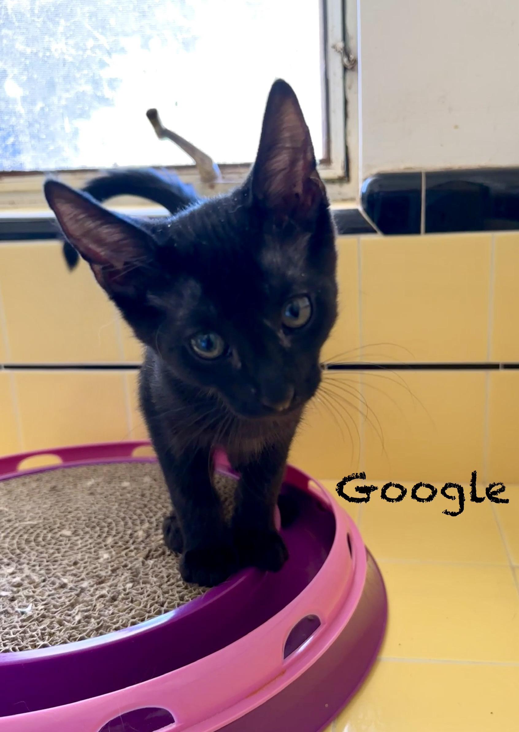 Google and Search, an adopted mixed breed in Mission Viejo, CA image 2/6