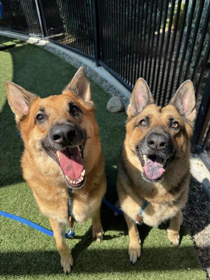 Kiara, Adoptable, Adult Female German Shepherd Dog & Mixed Breed.