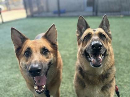 Enlarge Kiara, a Adoptable mixed breed in Roseville, CA image 2/3