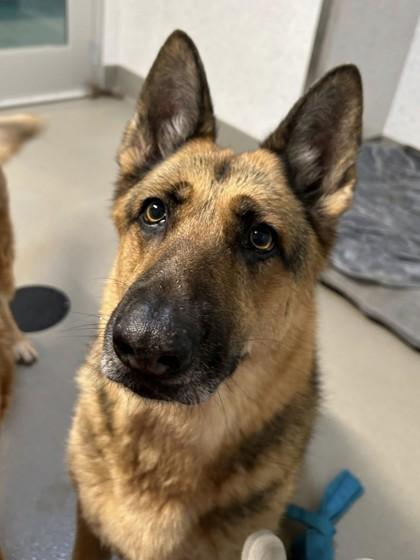 Enlarge Kiara, a Adoptable mixed breed in Roseville, CA image 3/3