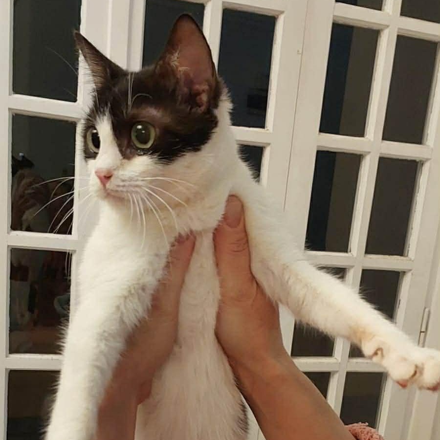 Zizi , ADOPTABLE, Kitten Female Turkish Van.