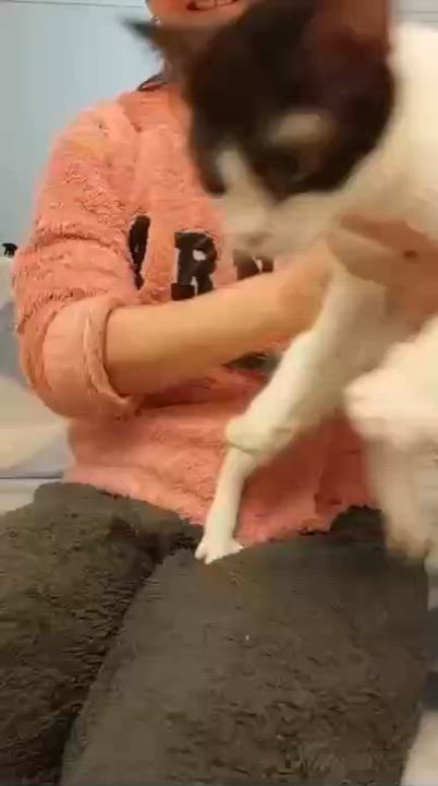 Enlarge Zizi , a ADOPTABLE mixed breed in Brampton, ON video 4/4