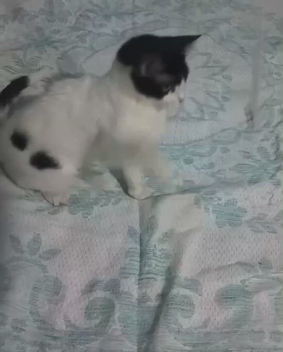 Enlarge Zizi , a ADOPTABLE mixed breed in Brampton, ON video 3/4