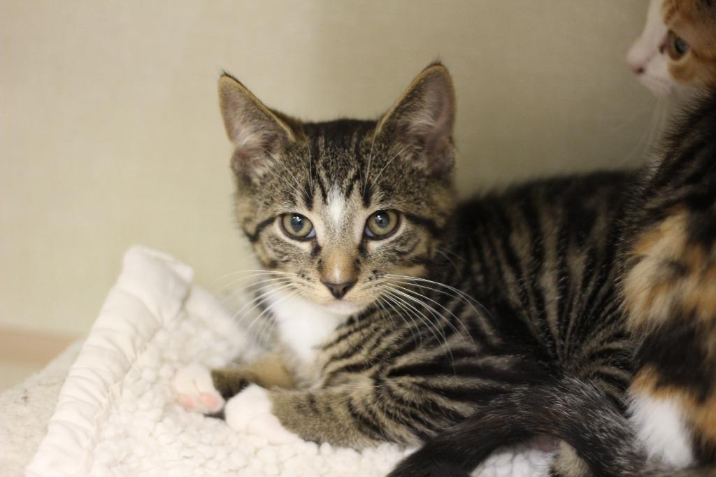 Jack and Diane, Adoptable, Kitten Male Domestic Short Hair.