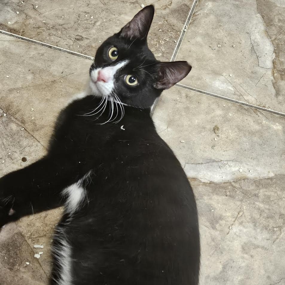 Enlarge Chico, a Adoptable Tuxedo in Portland, ME image 2/4